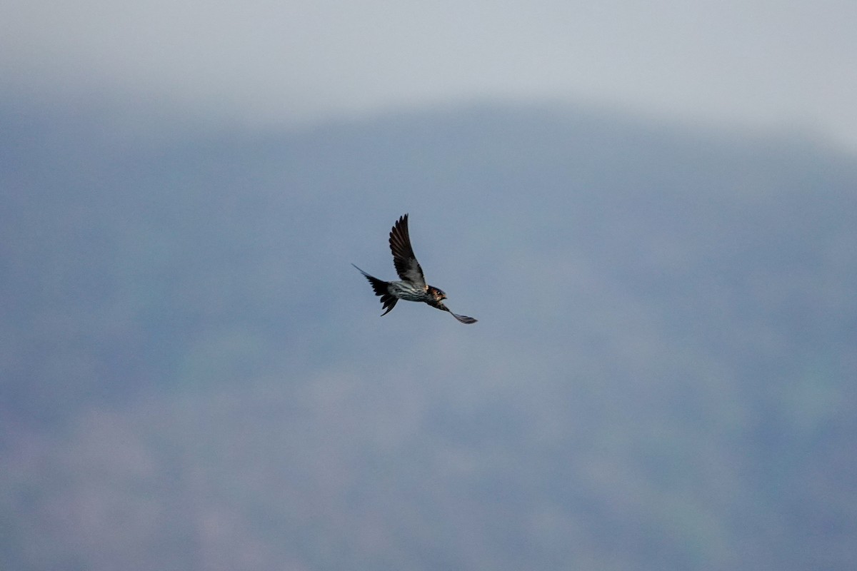 Eastern Red-rumped Swallow (Striated) - ML625239893