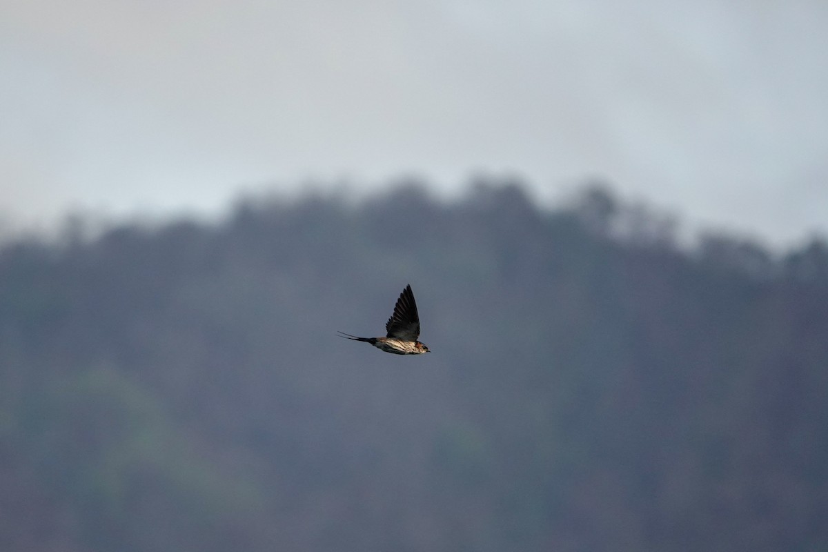 Eastern Red-rumped Swallow (Striated) - ML625239894