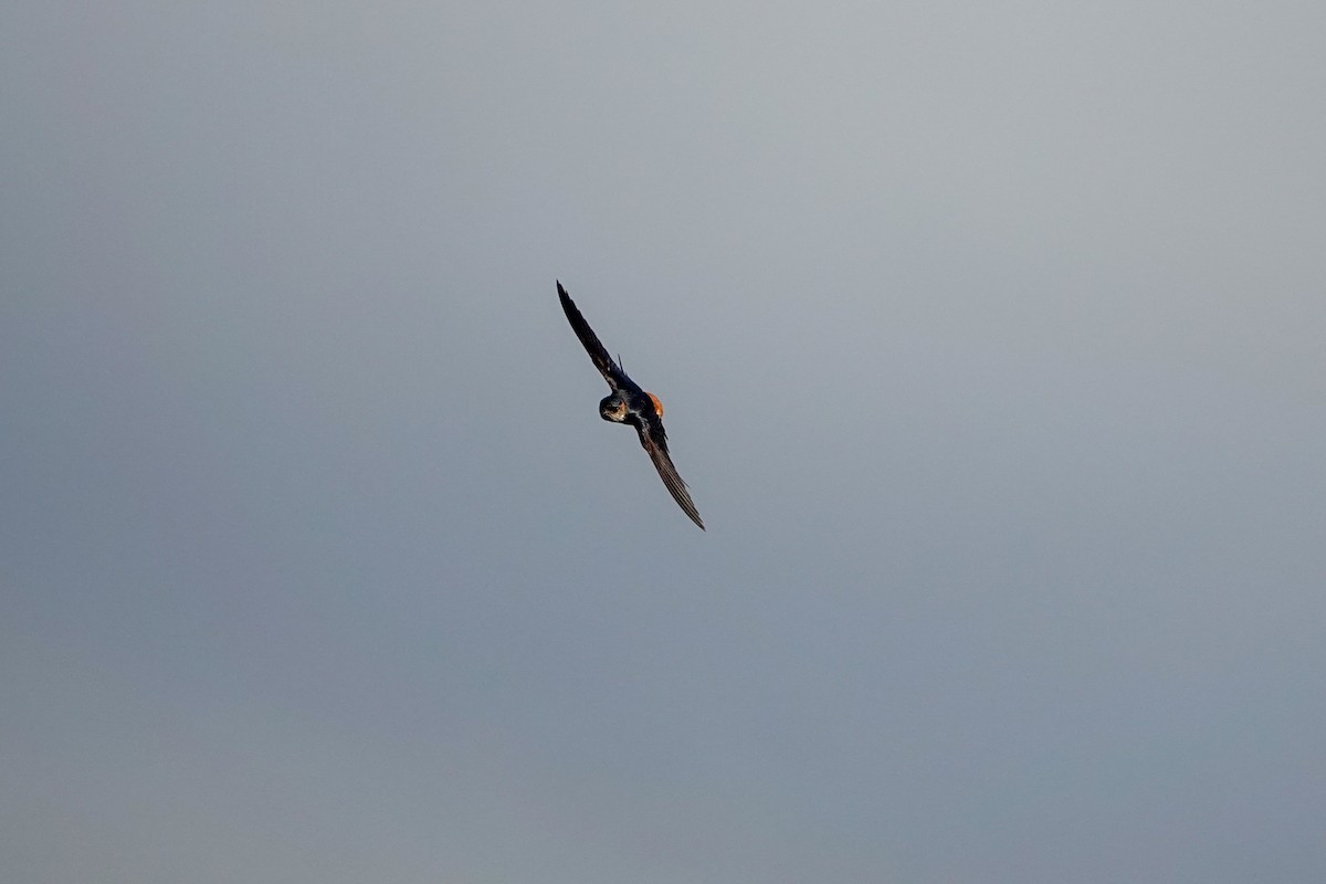 Eastern Red-rumped Swallow (Striated) - ML625239895