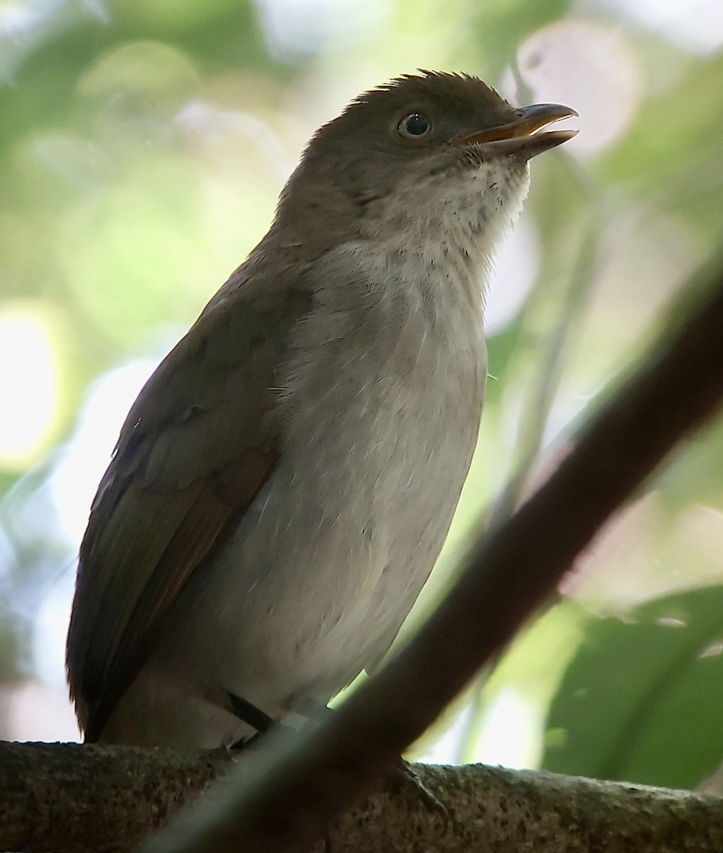 Golden Bowerbird - ML625240022