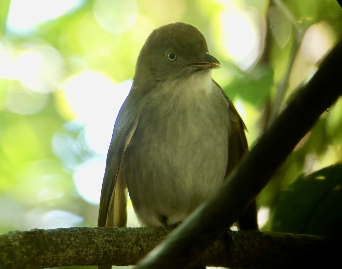 Golden Bowerbird - ML625240023