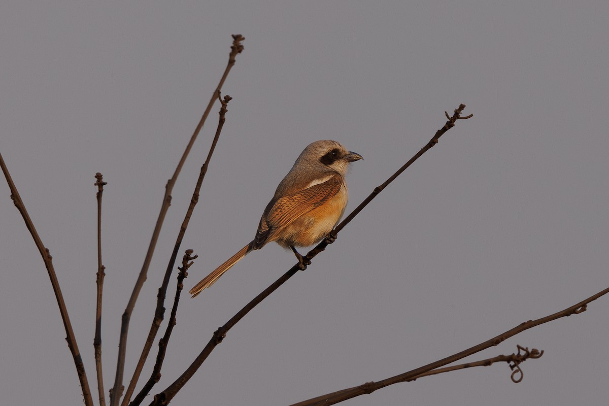 Souza's Shrike - ML625240107