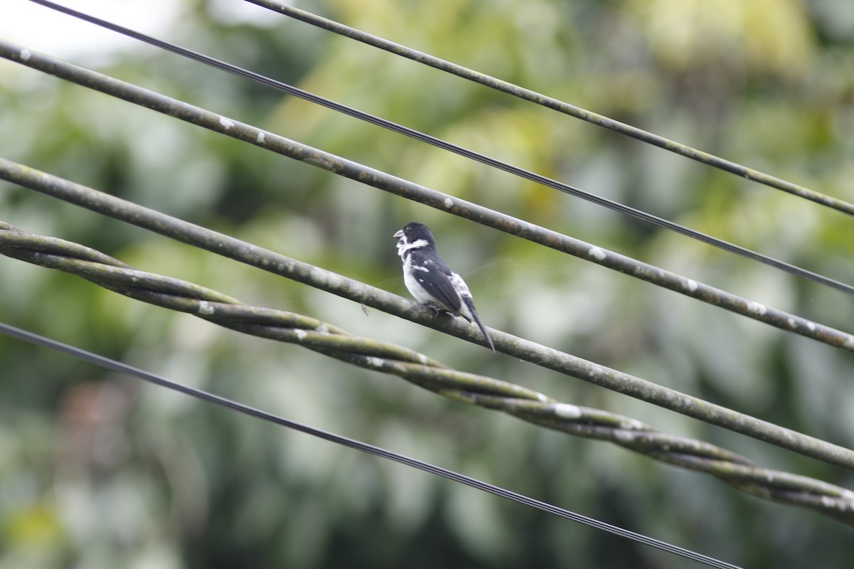 Wing-barred Seedeater (Caqueta) - Dan Small