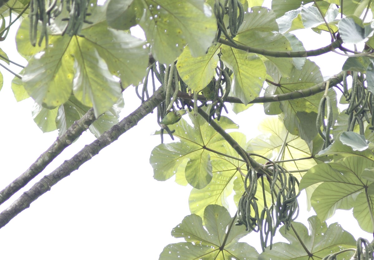 Riparian Parrotlet - ML625240205