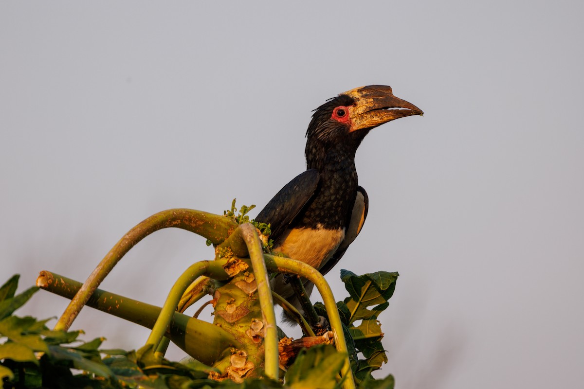 Trumpeter Hornbill - ML625240245