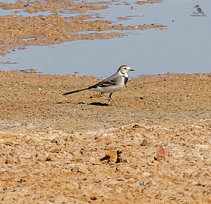 White Wagtail - Georgina Cole