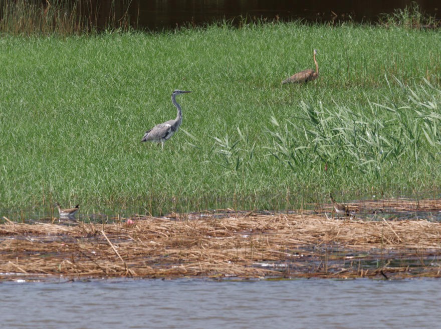 Pheasant-tailed Jacana - ML625240335