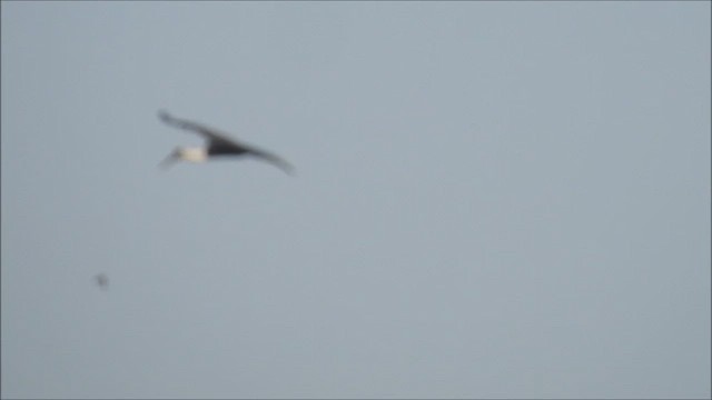 Asian Woolly-necked Stork - ML625240357
