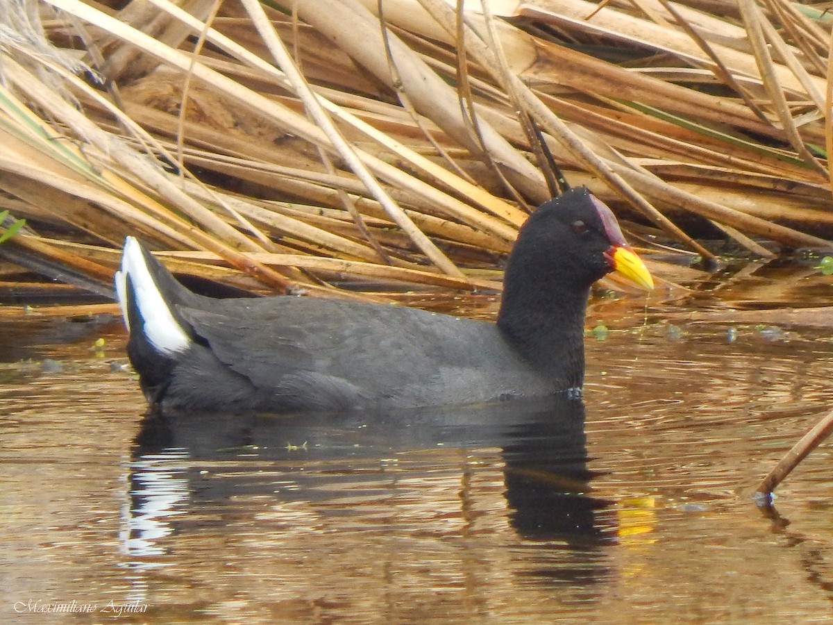 Red-fronted Coot - ML625240378