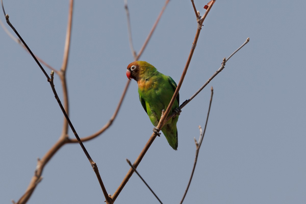 Black-cheeked Lovebird - ML625240399