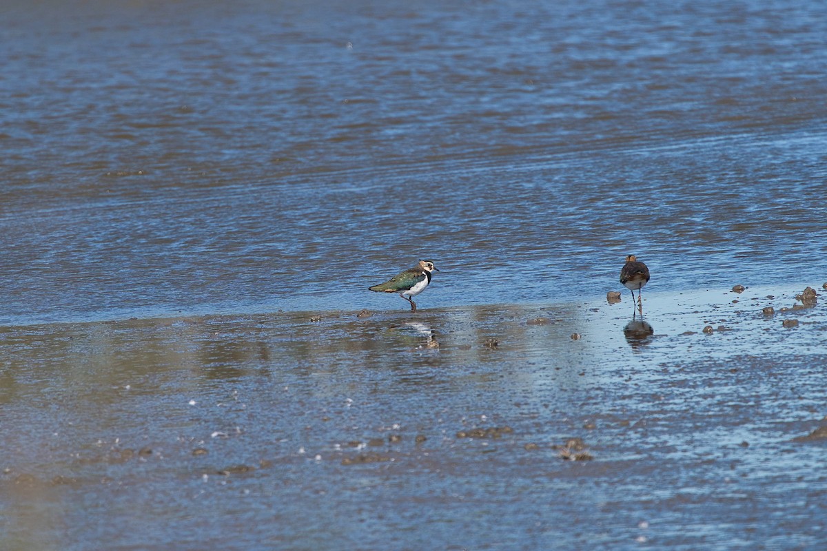 Northern Lapwing - ML625240404