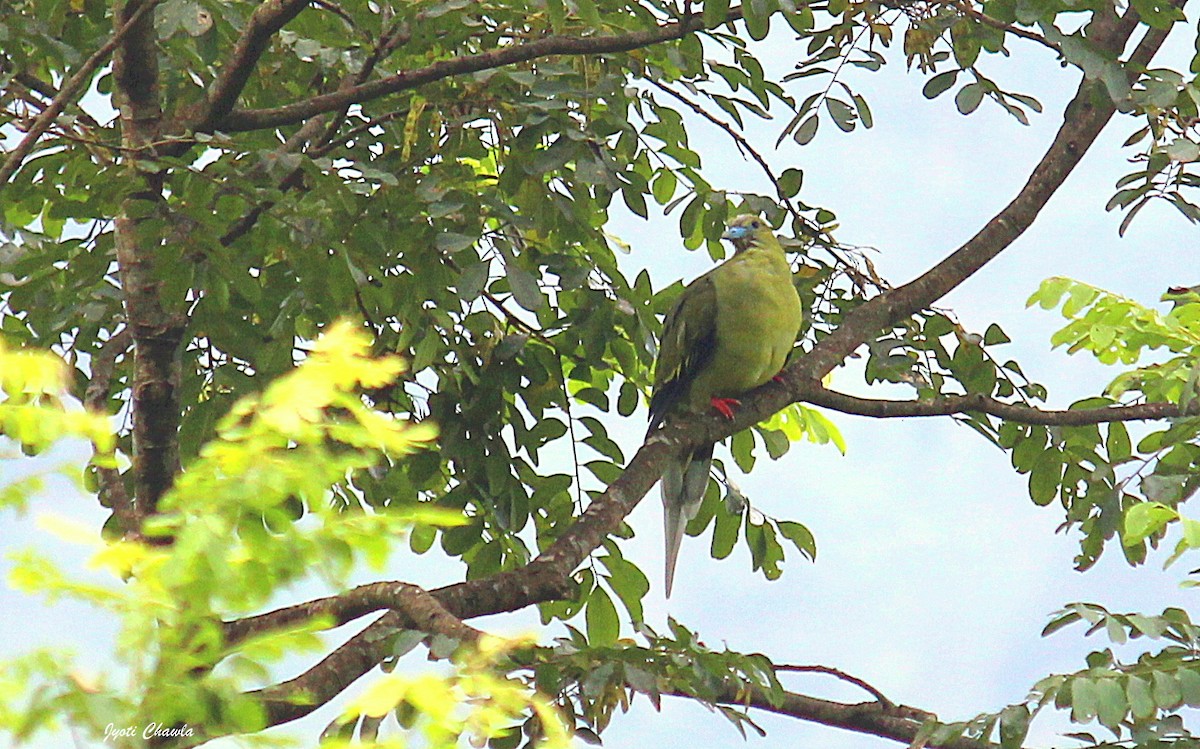 Pin-tailed Green-Pigeon - ML625240418