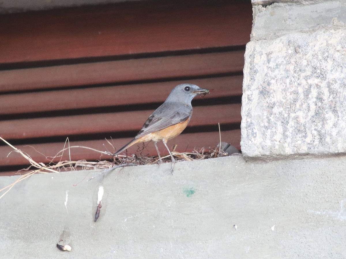 Amber Mountain Rock-Thrush - ML625240482