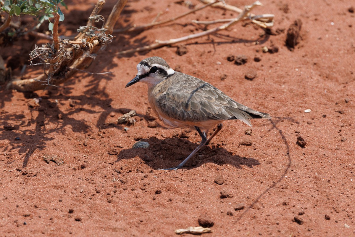 Kittlitz's Plover - ML625240559