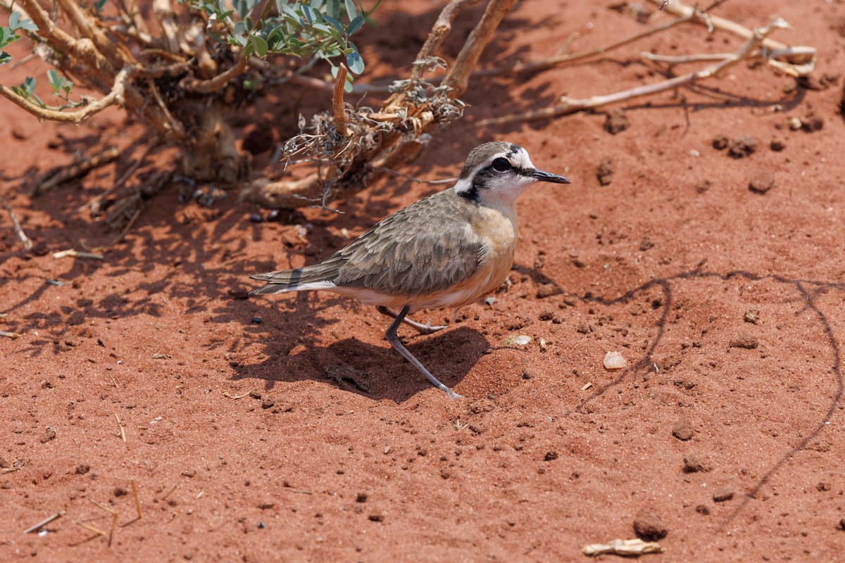 Kittlitz's Plover - ML625240561