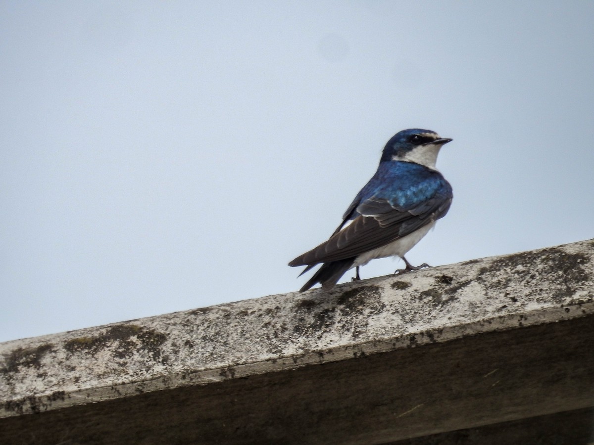 White-rumped Swallow - ML625240599