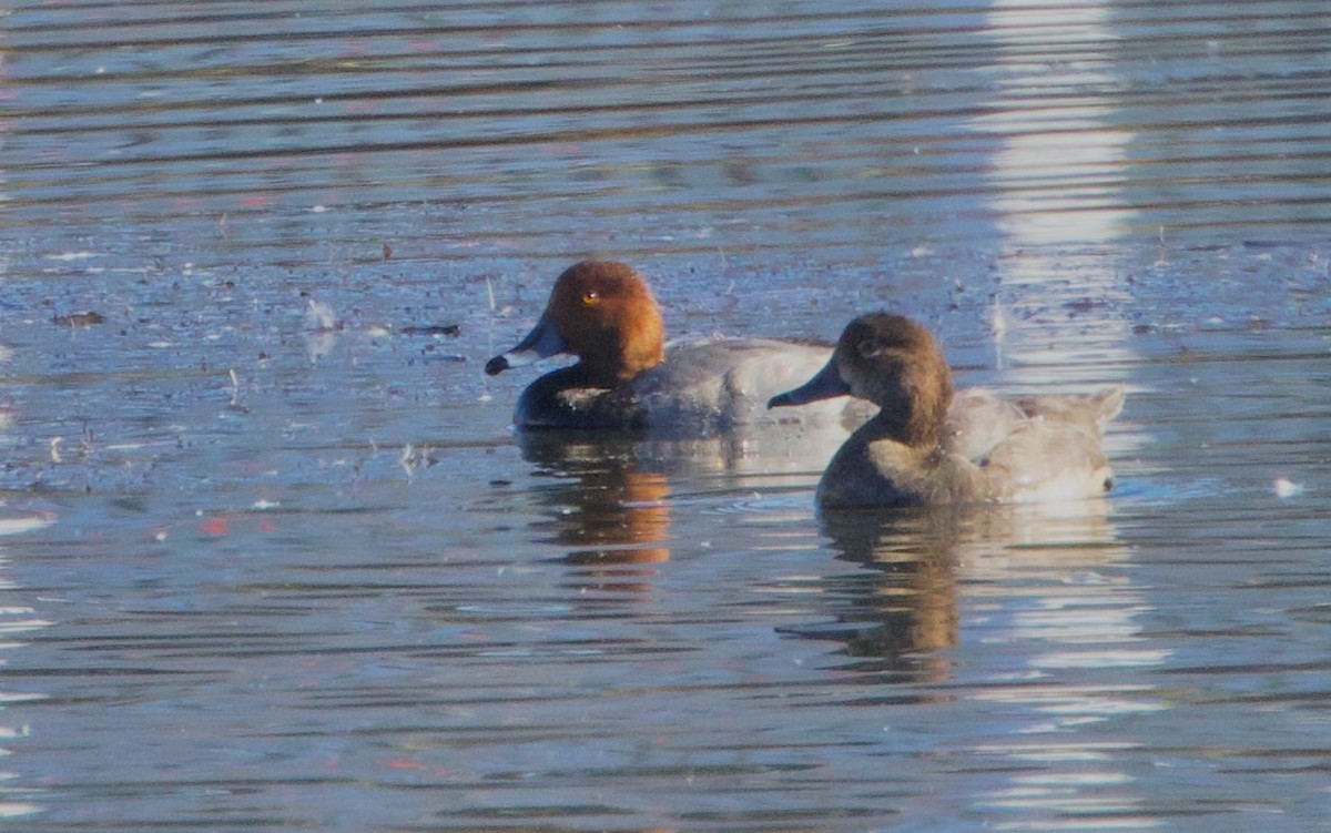 アメリカホシハジロ - ML625240624