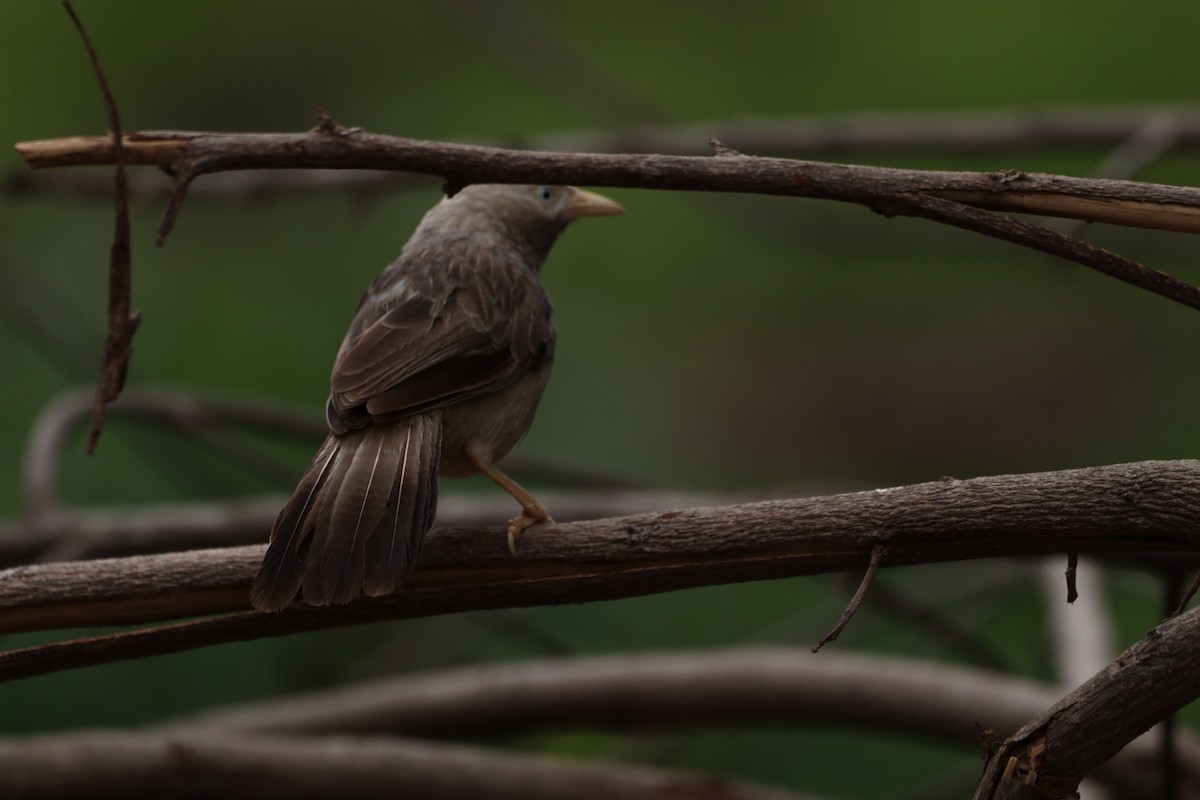 Jungle Babbler - ML625240654