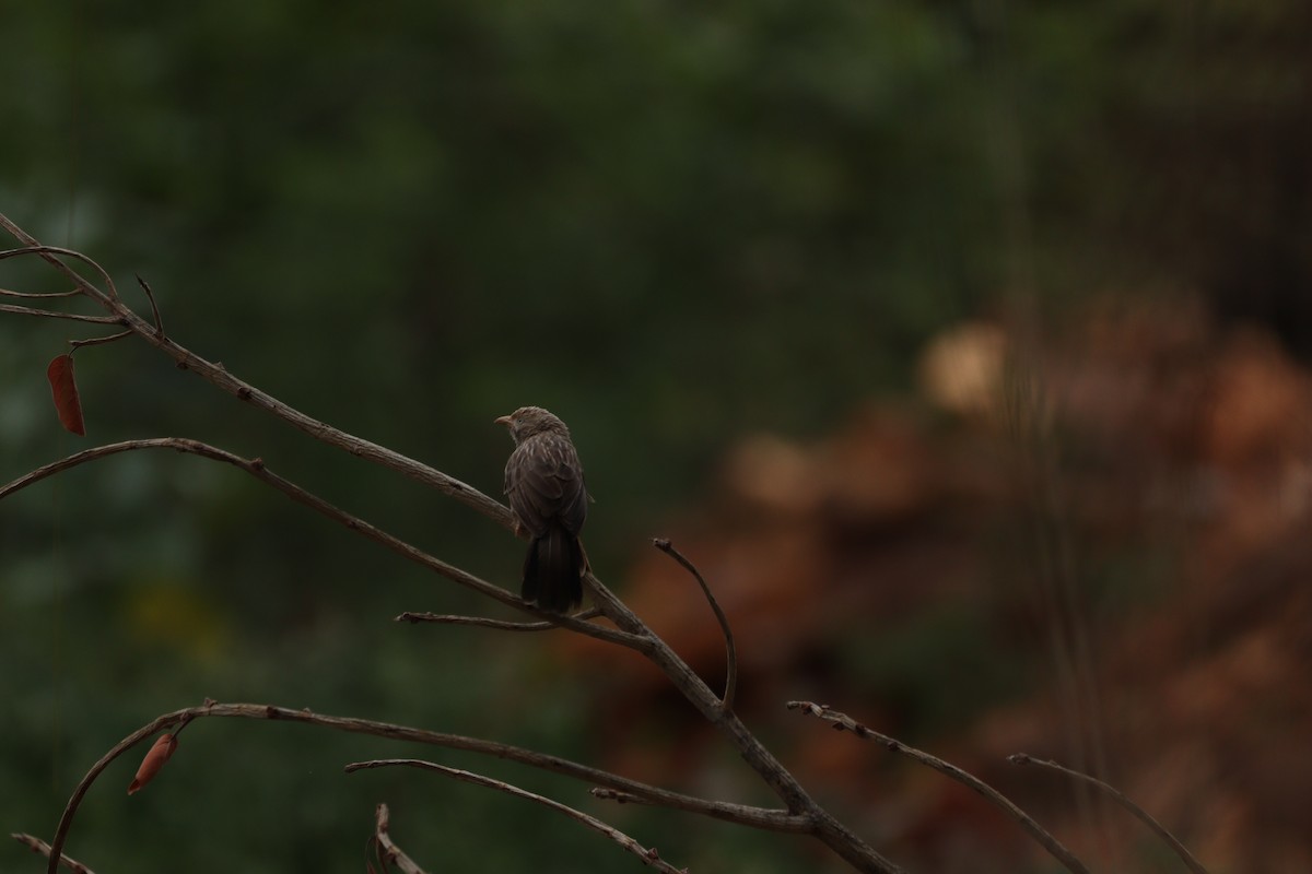 Jungle Babbler - ML625240655