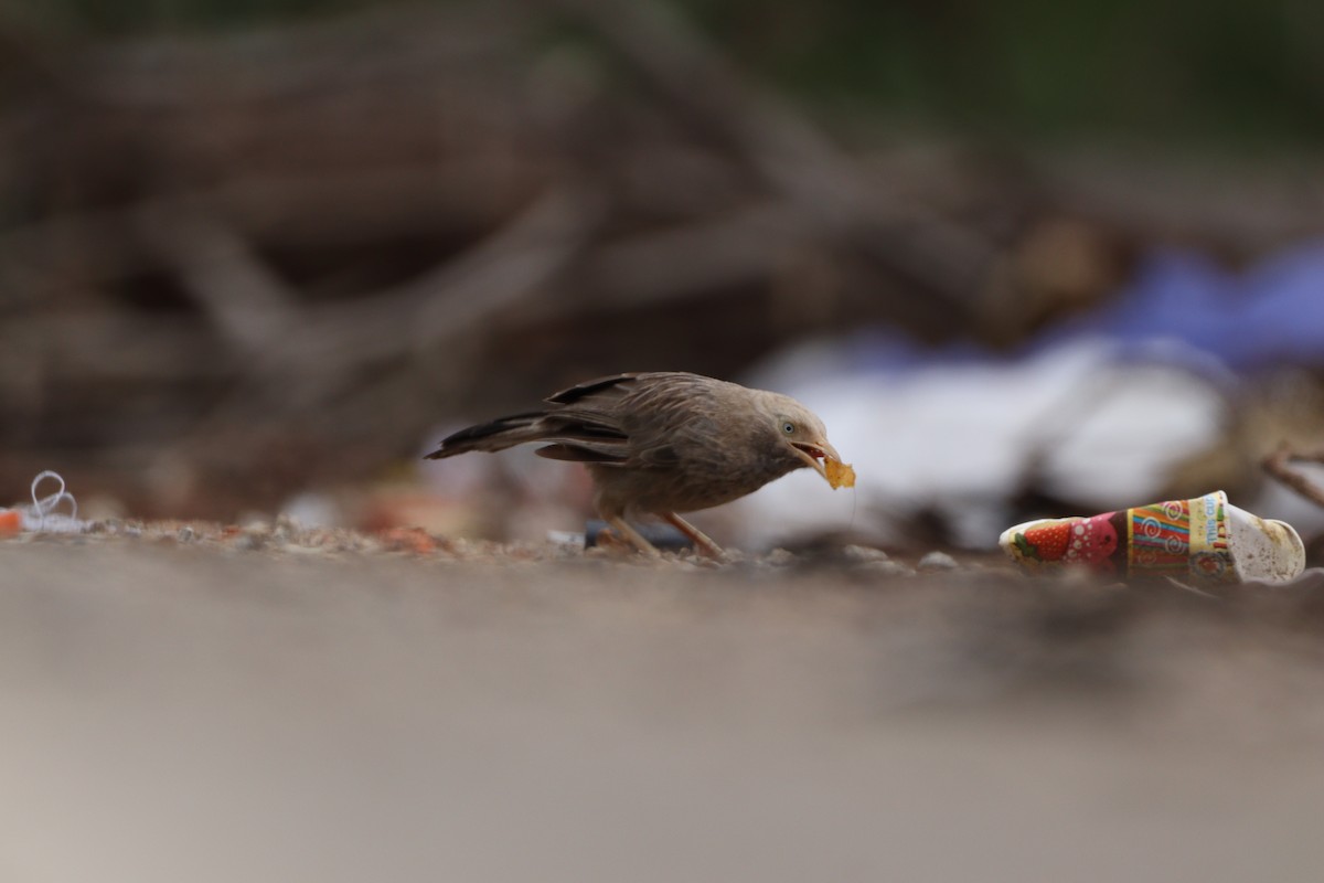 Jungle Babbler - ML625240656