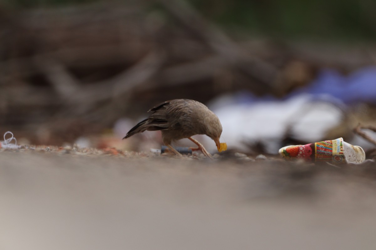 Jungle Babbler - ML625240657