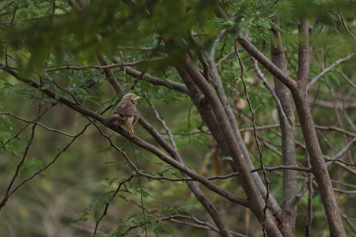 Jungle Babbler - ML625240659