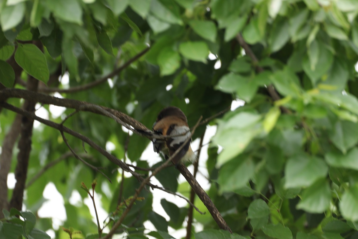 Rufous Treepie - ML625240712