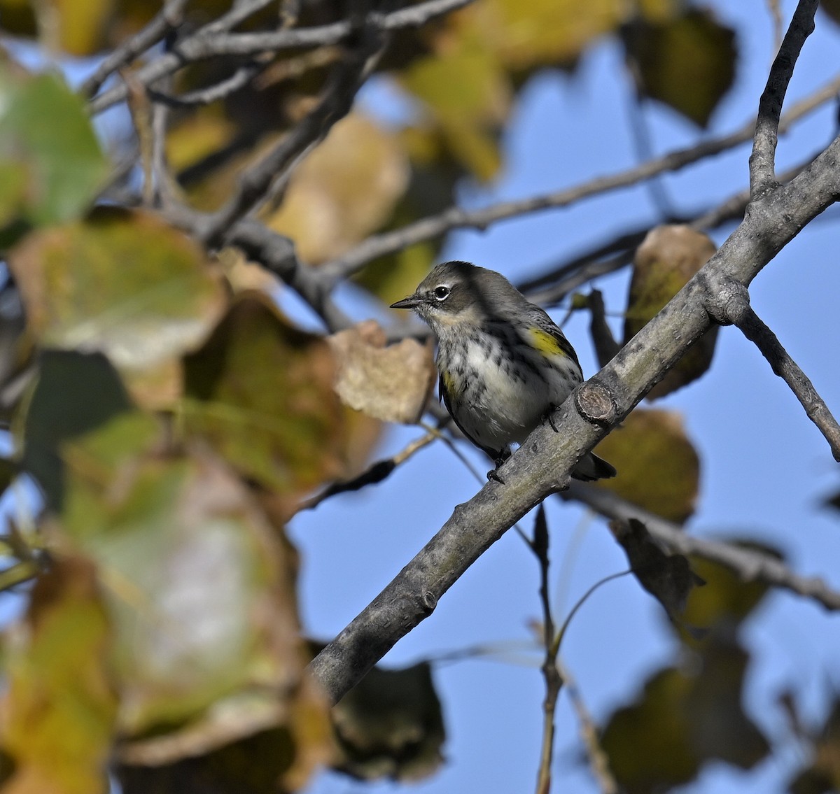 Yellow-rumped Warbler - ML625240756