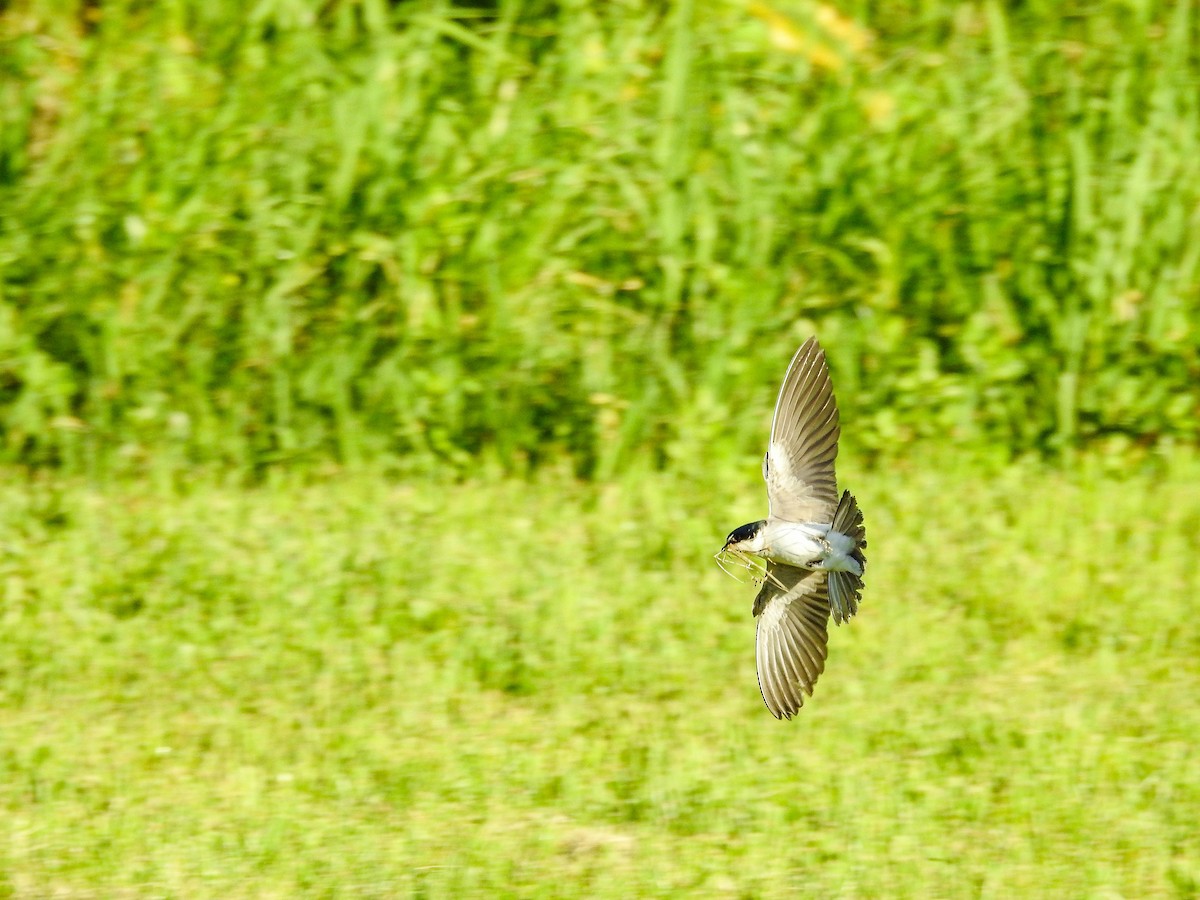 White-rumped Swallow - ML625240760