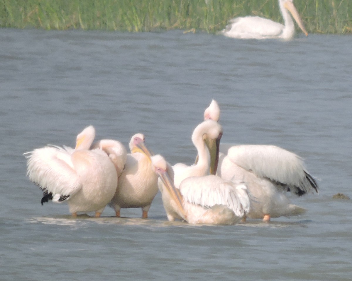 Great White Pelican - Prashant Sharma