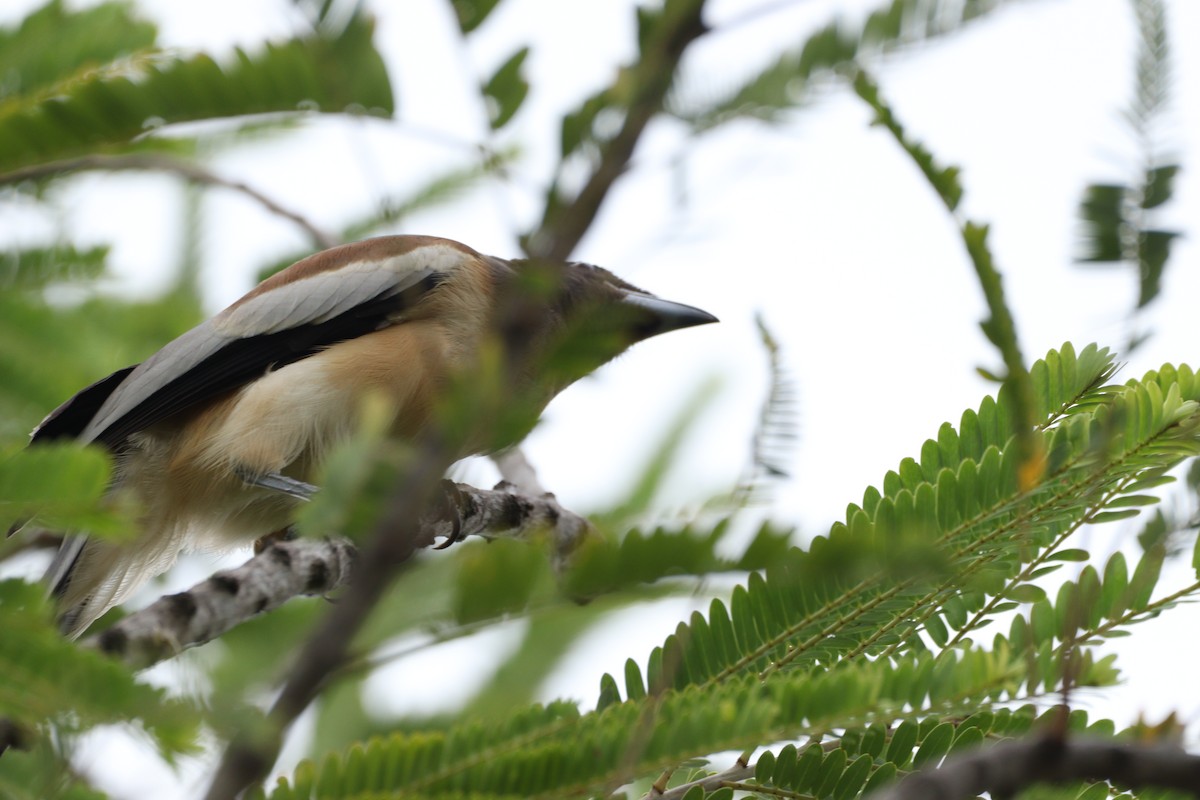 Rufous Treepie - ML625240774