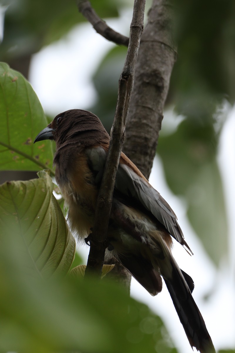 Rufous Treepie - ML625240775