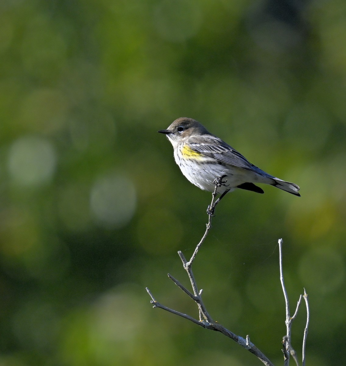Yellow-rumped Warbler - ML625240776