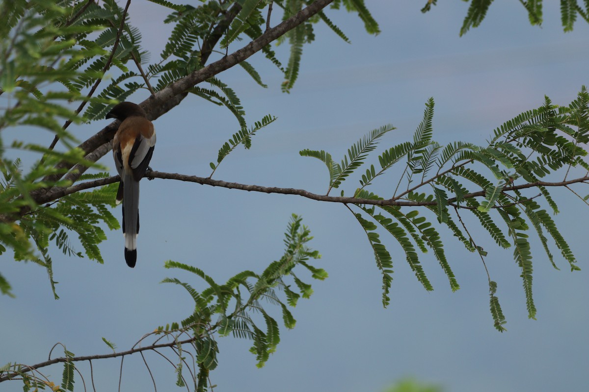 Rufous Treepie - ML625240779