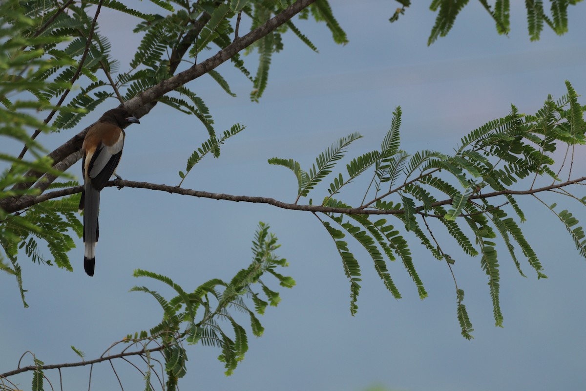 Rufous Treepie - ML625240780