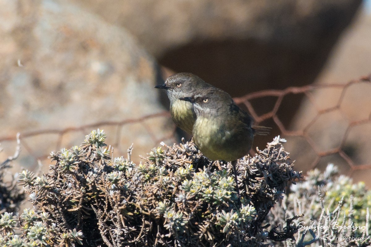 Tasmanian Scrubwren - ML625240784