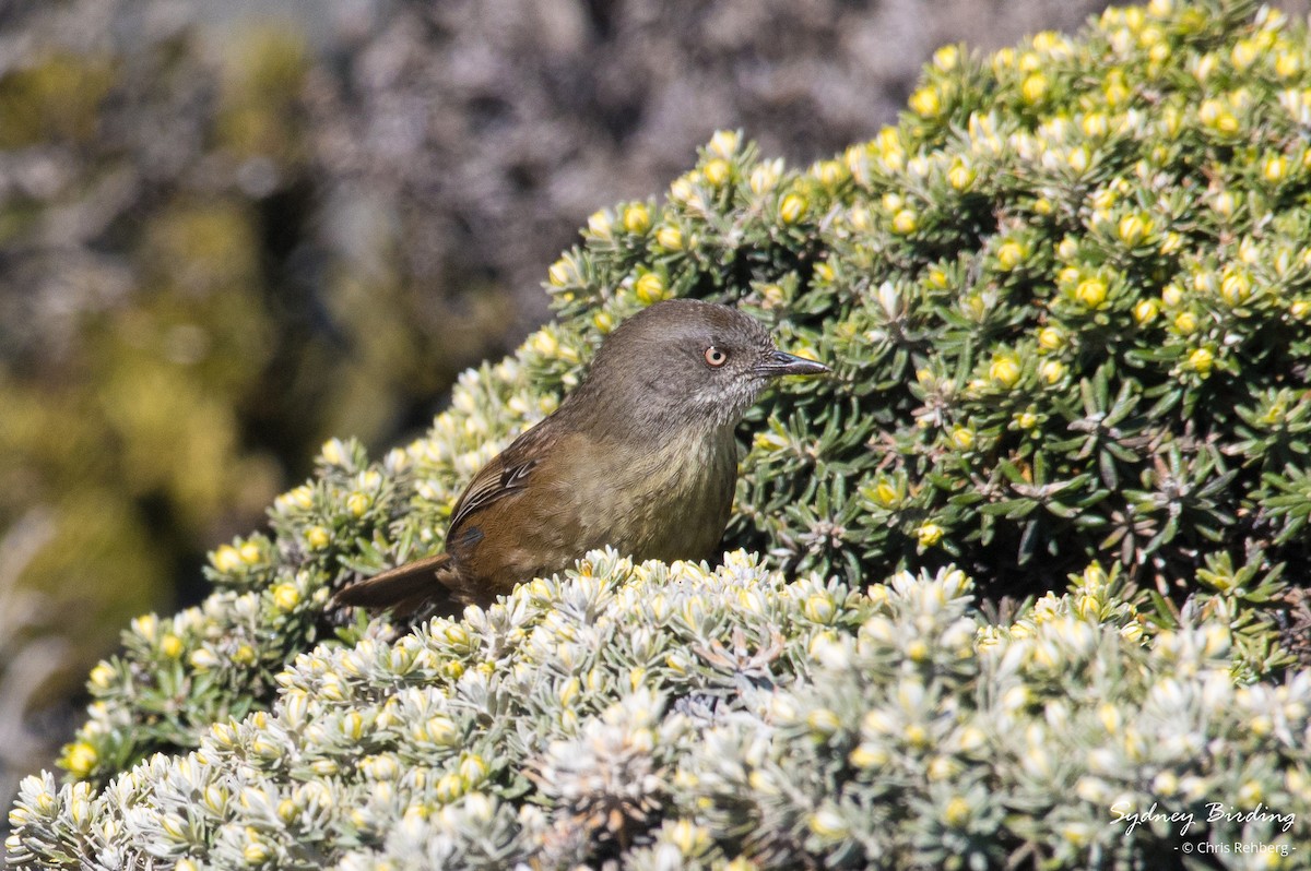 Tasmanian Scrubwren - ML625240785