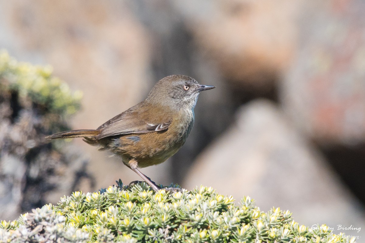 Tasmanian Scrubwren - ML625240786