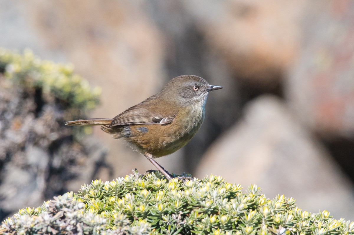 Tasmanian Scrubwren - ML625240787