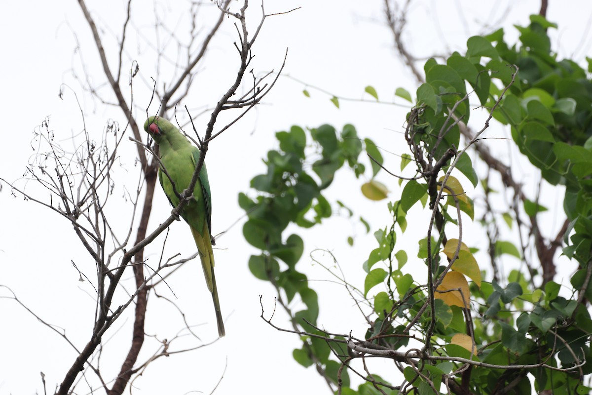 Rose-ringed Parakeet - ML625240802