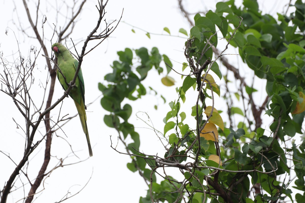 Rose-ringed Parakeet - ML625240803