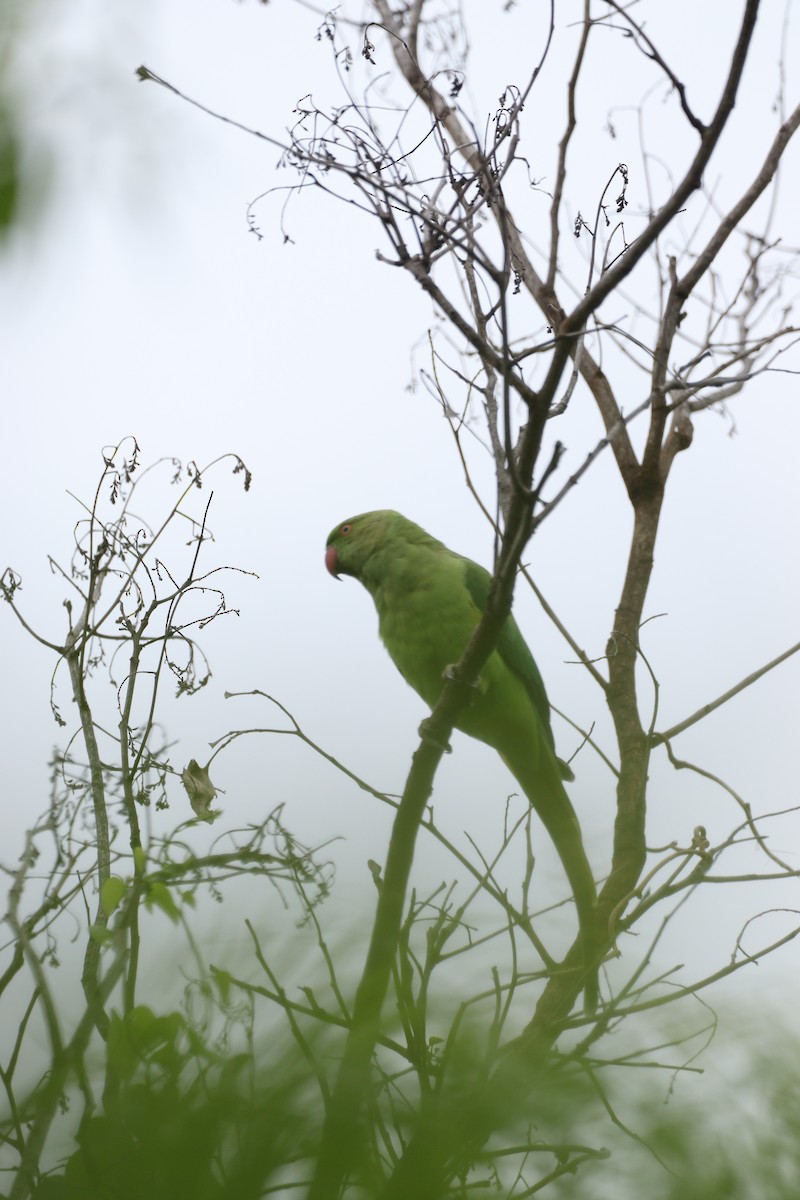 Rose-ringed Parakeet - ML625240804