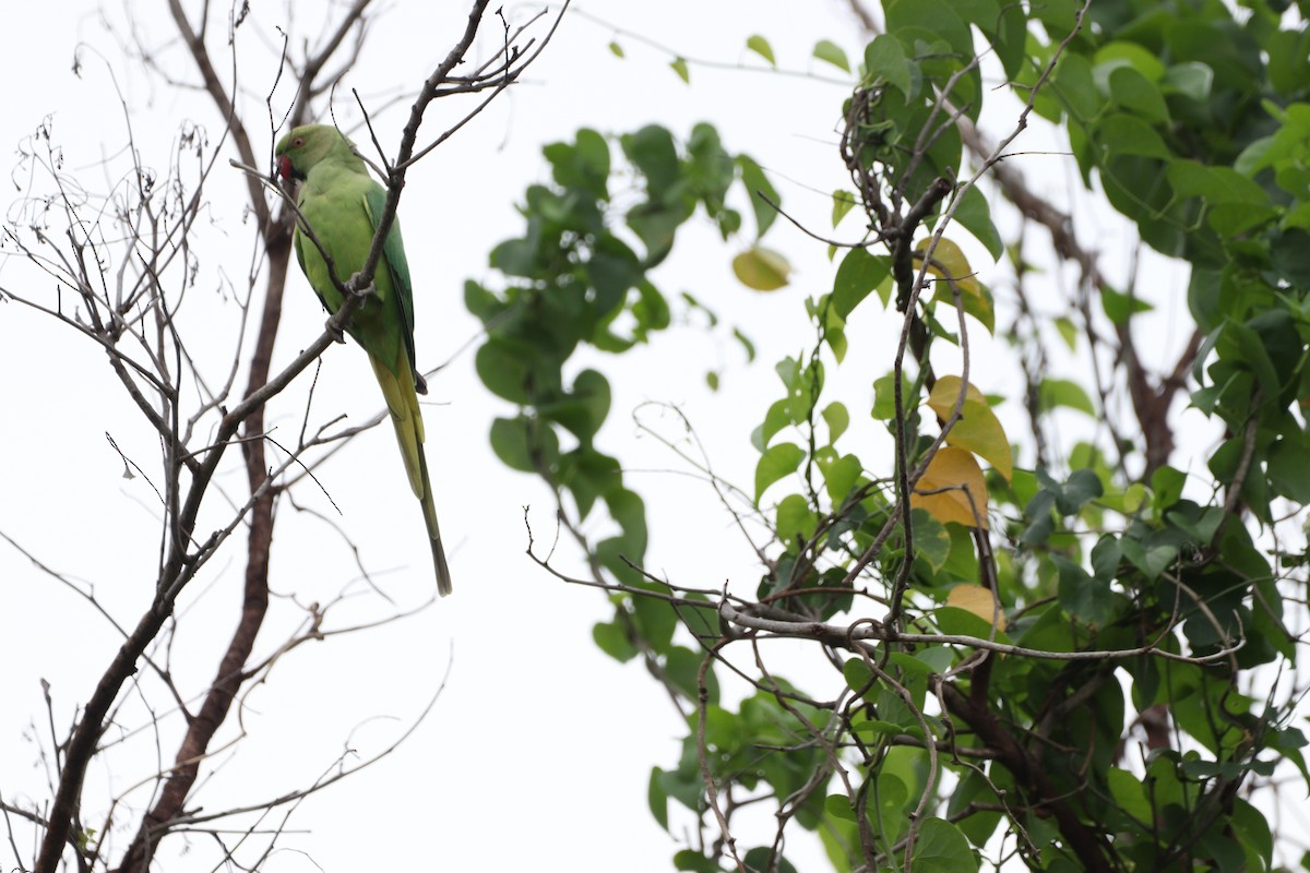 Rose-ringed Parakeet - ML625240805