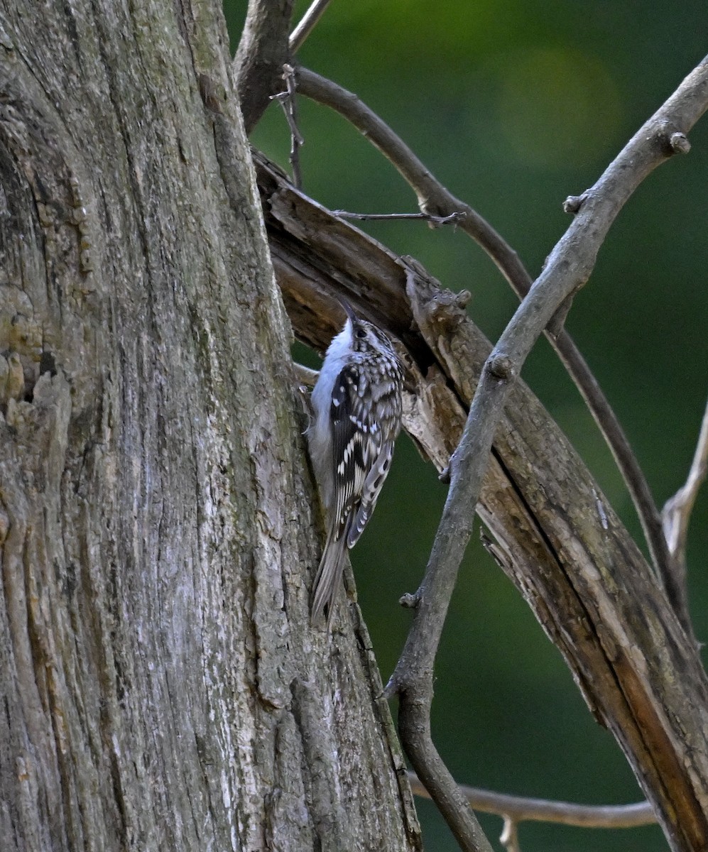Brown Creeper - ML625240826