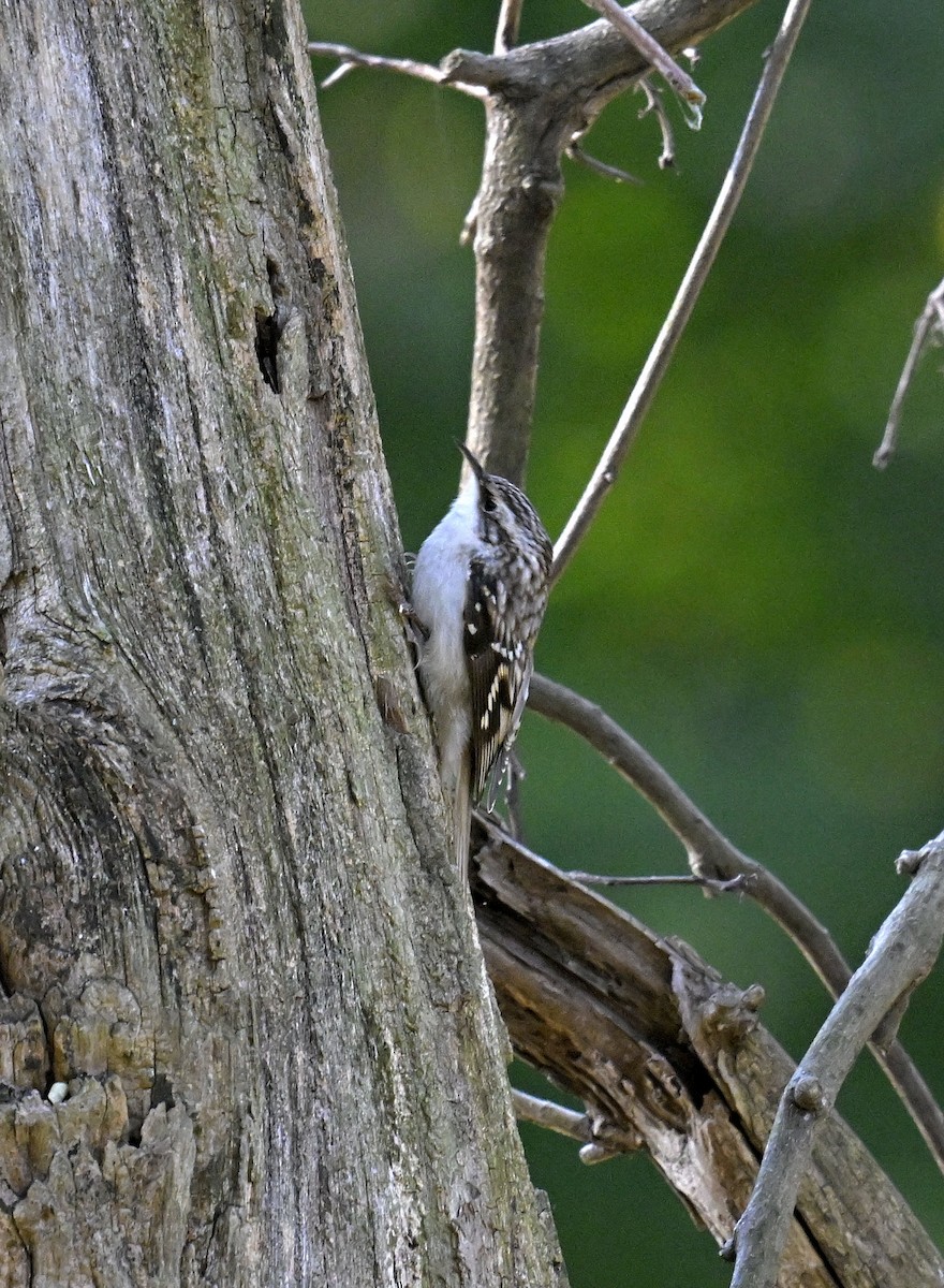 Brown Creeper - ML625240835
