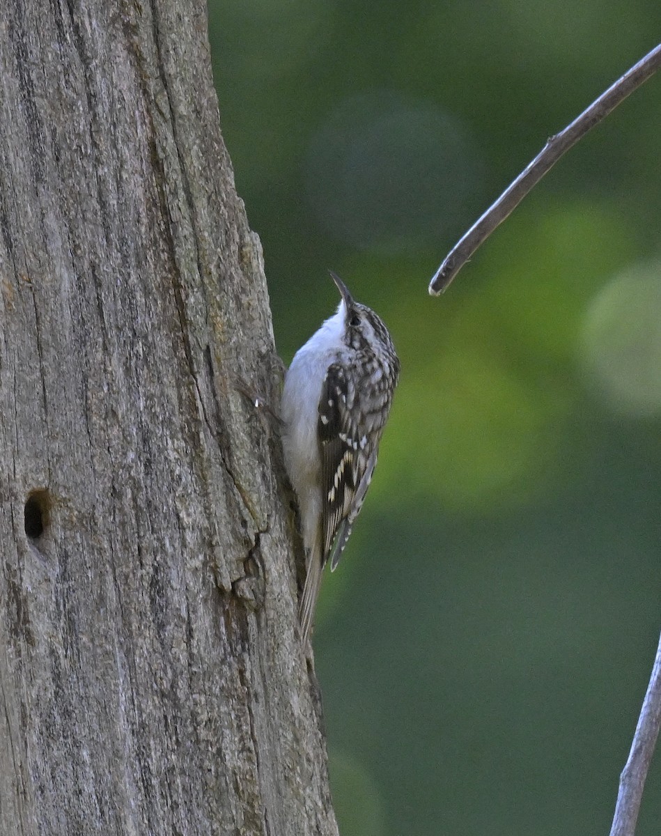 Brown Creeper - ML625240840
