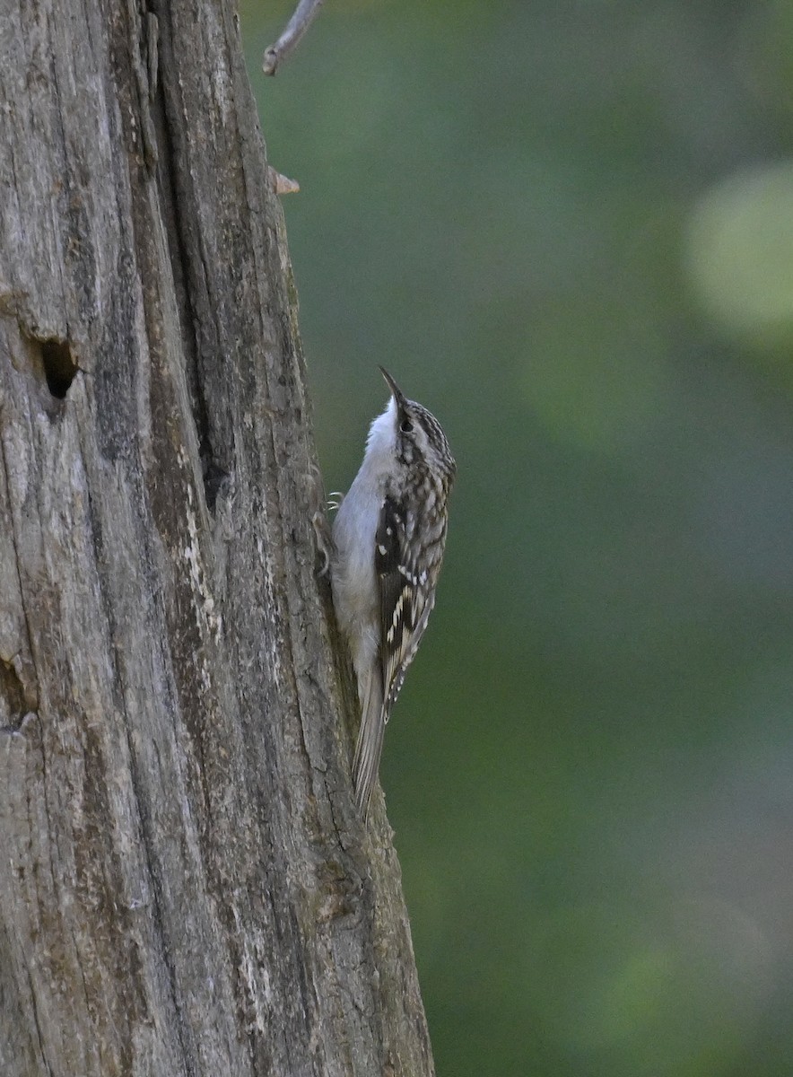 Brown Creeper - ML625240850