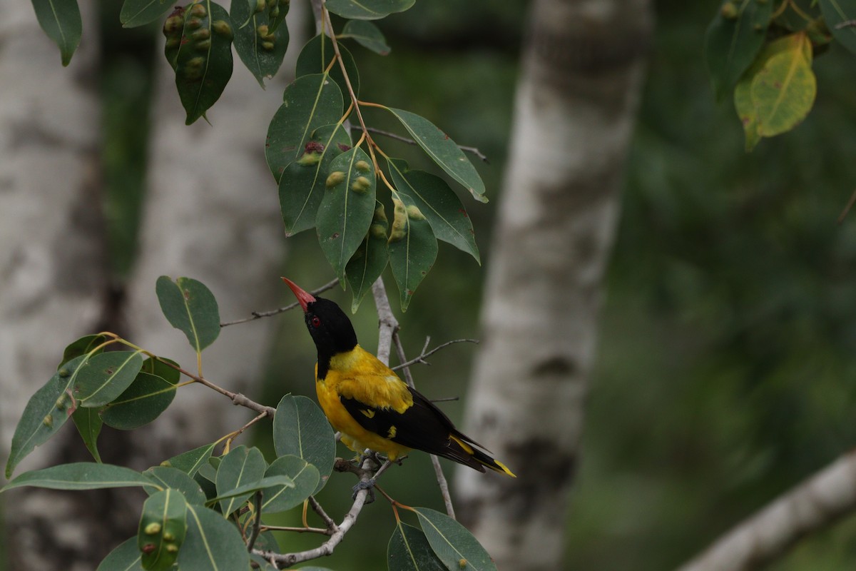 Black-hooded Oriole - ML625240877