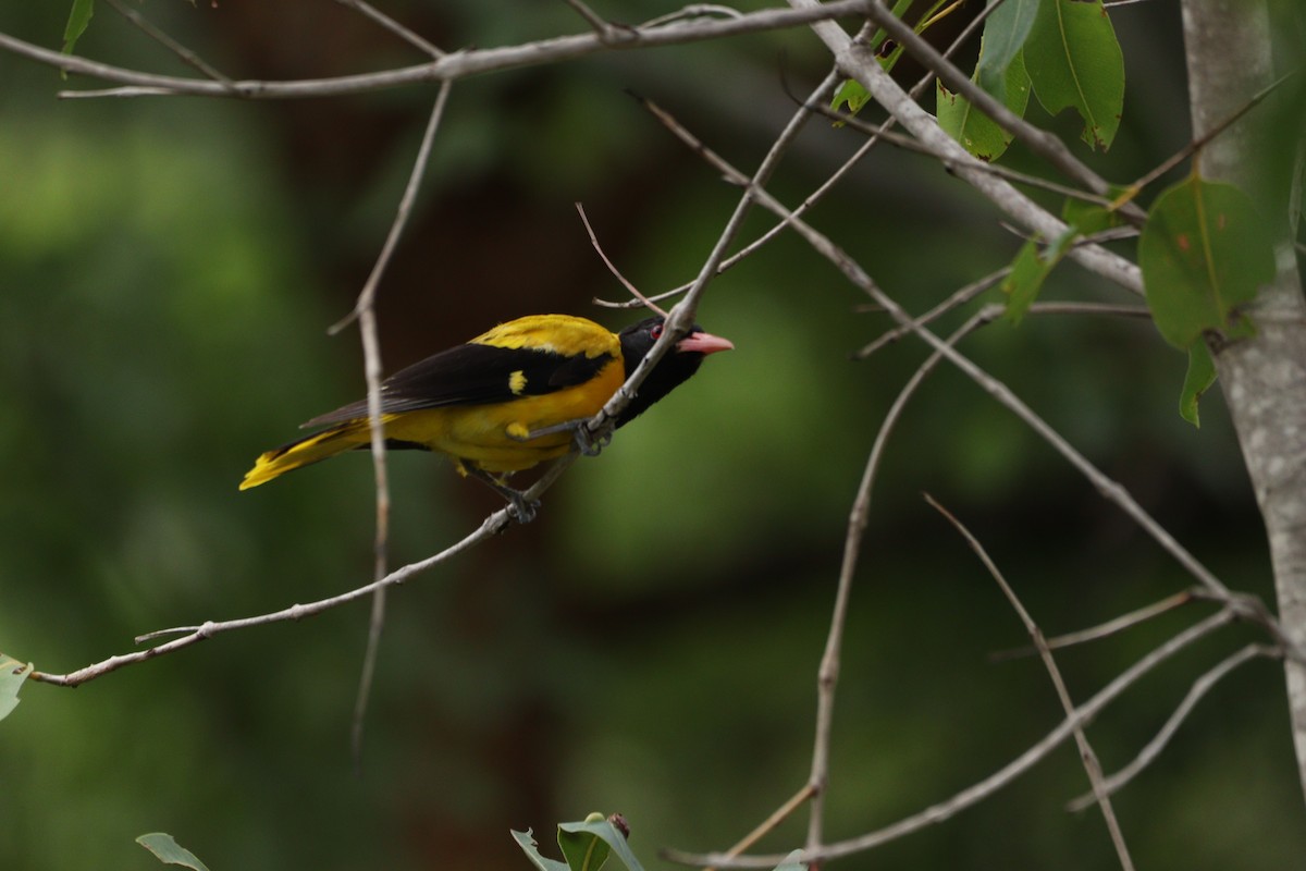 Black-hooded Oriole - ML625240878