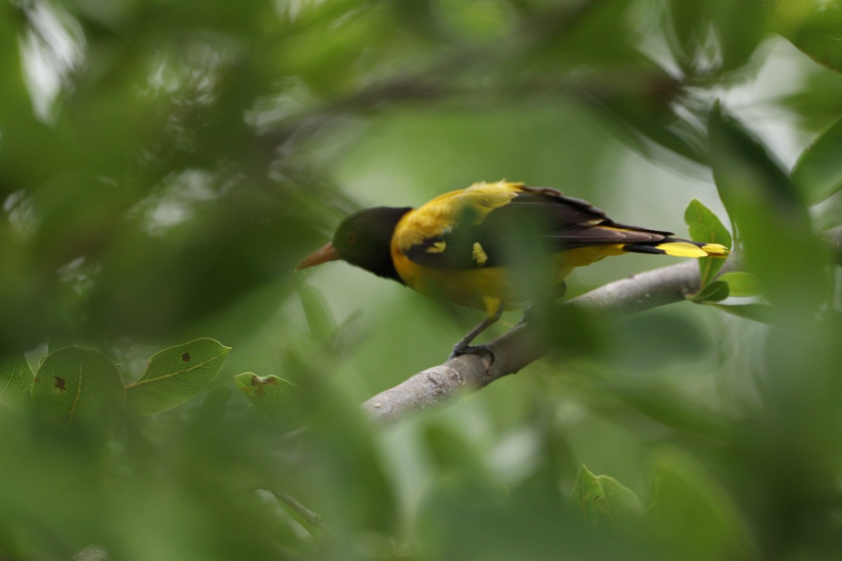 Black-hooded Oriole - ML625240879